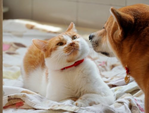 découvrez comment favoriser la coexistence harmonieuse entre chiens et chats grâce à des conseils pratiques et bienveillants pour un foyer serein.